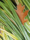 Black Oak leaf and reeds with frost  Spokane County  Washington  USA