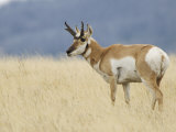 Pronghorn Standing in Grass  Yellowstone National Park  Wyoming  USA