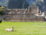 Llama Resting on Main Plaza  Machu Picchu  Peru