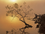 Buttonbush at dawn  Lake of the Ozarks  Missouri  USA