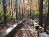 Fall Foliage near Fall Creek Falls State Park  Tennessee  USA