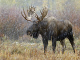 Bull Moose in Snowstorm  Grand Teton National Park  Wyoming  USA