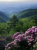 Blue Ridge Mountains Catawba Rhododendron  Blue Ridge Parkway  Virginia  USA