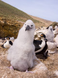 Black-Browed Albatross  New Island  Falkland Islands