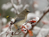 Adult Cedar Waxwing  Grand Teton National Park  Wyoming  USA
