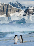 Adelie Penguins  Western Antarctic Peninsula  Antarctica