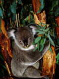 Koala on Eucalyptus  Featherdale Wildlife Park  Sydney  Australia