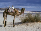 Decorated Camel Headed to Mt Sinai  Egypt