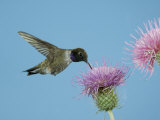 Hummingbird Feeding on Thistle  Paradise  Chiricahua Mountains  Arizona  USA