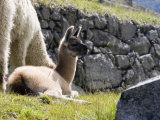 Newborn Llama Resting on Main Plaza  Machu Picchu  Peru