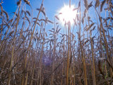 Wheat with direct sunshine