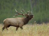 Bull Elk Bugling  Yellowstone National Park  Wyoming  USA