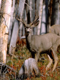 Young Male Mule Deer  Yellowstone National Park  Wyoming  USA