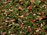 Water Shield with White Oak and Flowering Dogwood leaves  Mark Twain National Forest  Missouri  USA