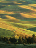 Wheat Fields  Palouse  Steptoe Butte State Park  Whitman County  Washington  USA