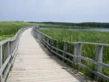 Cavendish Coastal Dune Area  Prince Edward Island National Park  Canada