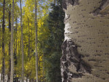 Aspen Trees in Fall  Uncompahgre National Forest  Colorado  USA