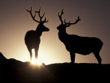 Elk  Rocky Mountains National Park  Colorado  USA