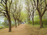 Path Through Tunnel of Trees at Monticello  Virginia  USA