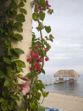 Bougainvilla Vine on Pillar  Chabil Mar Villas  Placencia  Stann Creek District  Belize