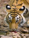 Tiger Drinking from A Creek  Ranthambore National Park  Rajasthan  India