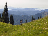 Lone backpacker and wildflowers  Tatoosh Wilderness  Washington Cascades  USA