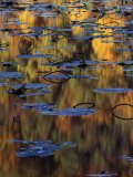 American Lotus in Autumn  Lake of the Ozarks  Missouri  USA