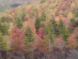 Fall Color in Grayson Highlands State Park  Virginia  USA