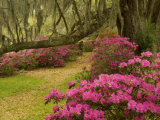 Pink Azaleas and Live Oaks  Magnolia Plantation  Charleston  South Carolina  USA