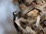 Acorn Woodpecker  San Diego County  California  USA