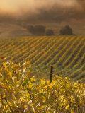 Vineyard in northern California  Sonoma  California  USA