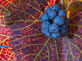 Pinot Noir Leaves in Knudsen Vineyards  Willamette Valley  Oregon  USA