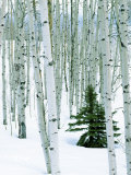 Fir in Aspen grove  Dixie National Forest  Utah  USA