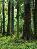 Virgin Sitka Spruce  Hoh Rain Forest  Olympic National Forest  Washington  USA