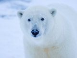 Polar Bear  Arctic National Wildlife Refuge  Alaska  USA