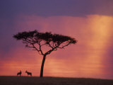 Sunset  Masai Mara National Park  Kenya