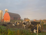 Holstein dairy cows outside a barn  Boyd  Wisconsin  USA