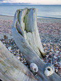 Driftwood on the shell-covered Long Beach in Stratford  Connecticut  USA