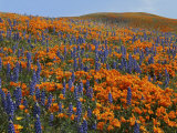 Lupine and Goldfields  Tehachapi Mountains California Poppies  California  USA