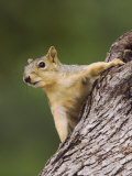 Eastern Fox Squirrel  Uvalde County  Hill Country  Texas  USA