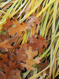 Black Oak leaves and reeds with frost  Spokane County  Washington  USA