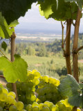 Chardonnay Grapes in the Knudsen Vineyard  Willamette Valley  Oregon  USA