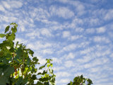 Green Chardonnay Grape Vines  Knudsen Vineyard  Willamette Valley  Oregon  USA