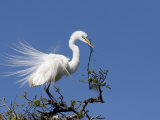 Great Egret  Alligator Farm Rookery  St Augustine  Florida