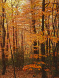 Autumn forest  Blue Ridge Parkway  Virginia  USA