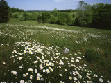 Daisy Meadow  Saline County  Missouri  USA