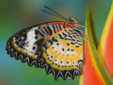 Leopard Lacewing Butterfly on Tropical Heliconia Flower