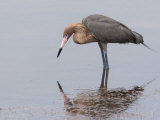Reddish Egret  Merritt Island National Wildlife Refuge  Florida  USA