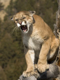 Mountain Lion Snarling Aggressively