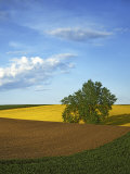 Cottonwood and Palouse Fields  Whitman County  Washington  USA